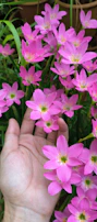 Brightly colored gardening gloves holding fresh flowers.