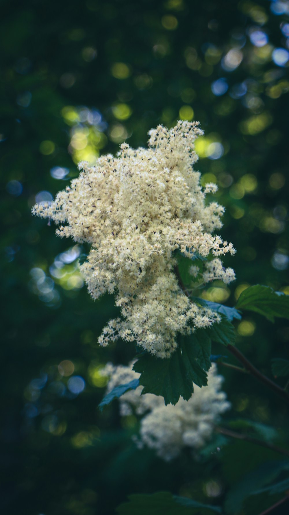 a close up of a flower on a tree