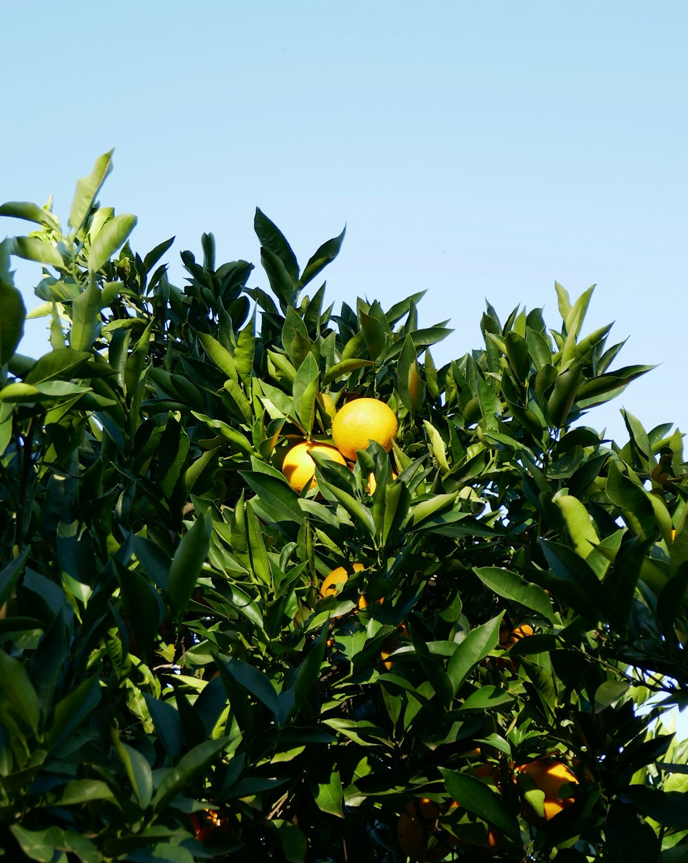 Ein Baum voller Orangen unter blauem Himmel