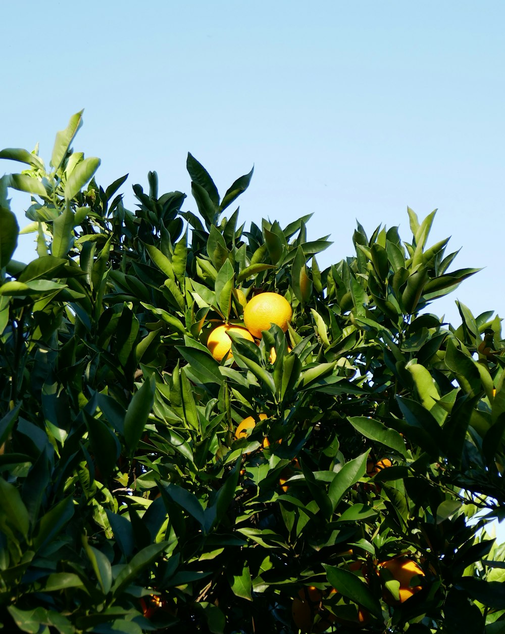 uma árvore cheia de muitas laranjas sob um céu azul