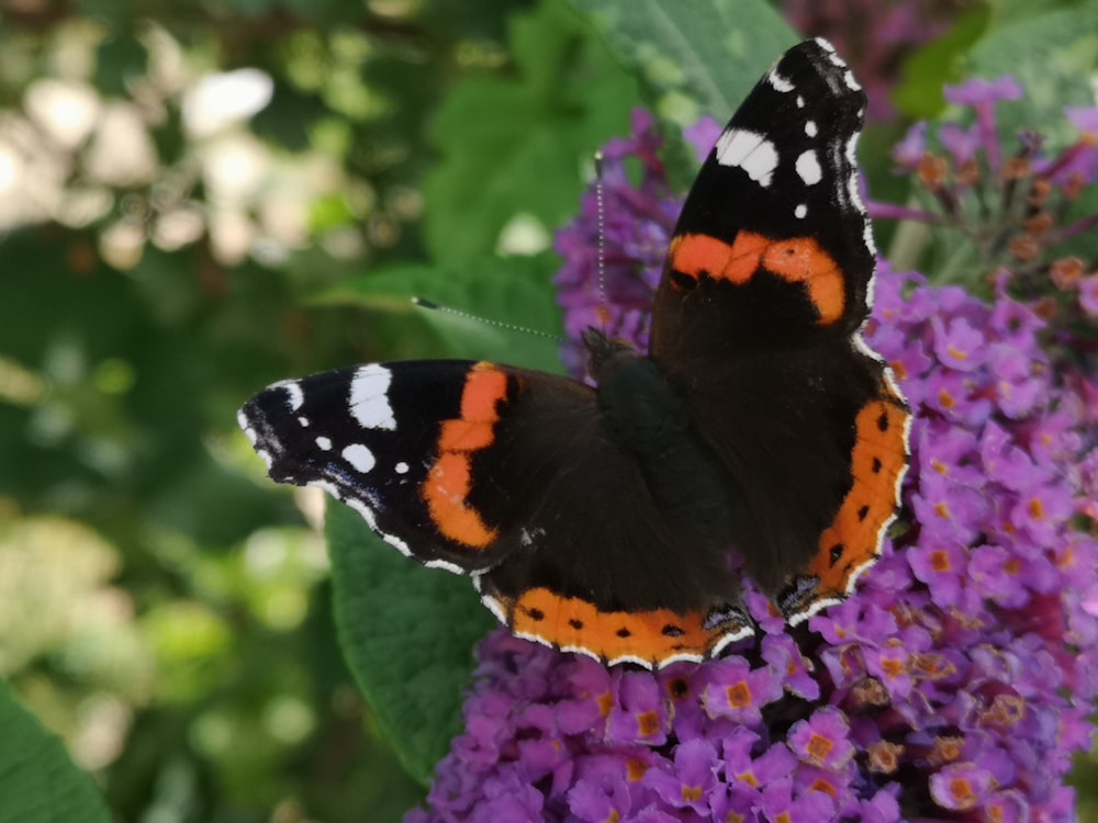 a close up of a butterfly on a flower