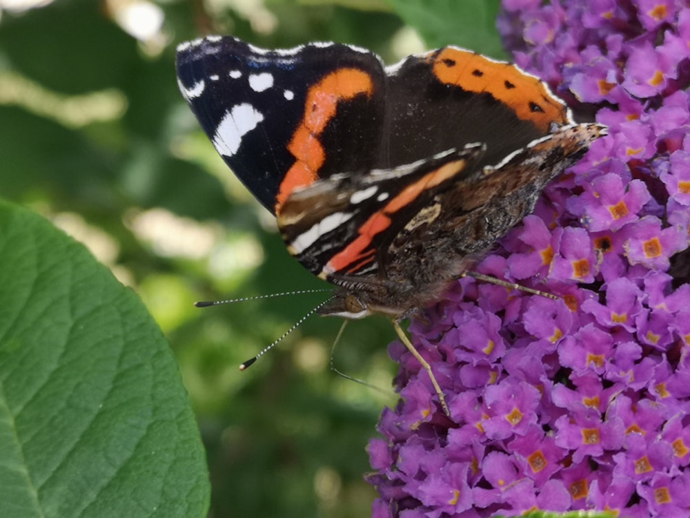 a close up of a butterfly on a purple flower