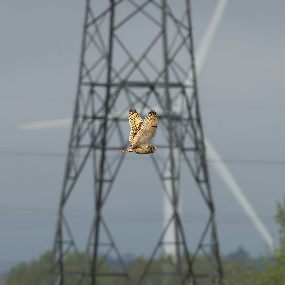 an owl flying in front of a power line
