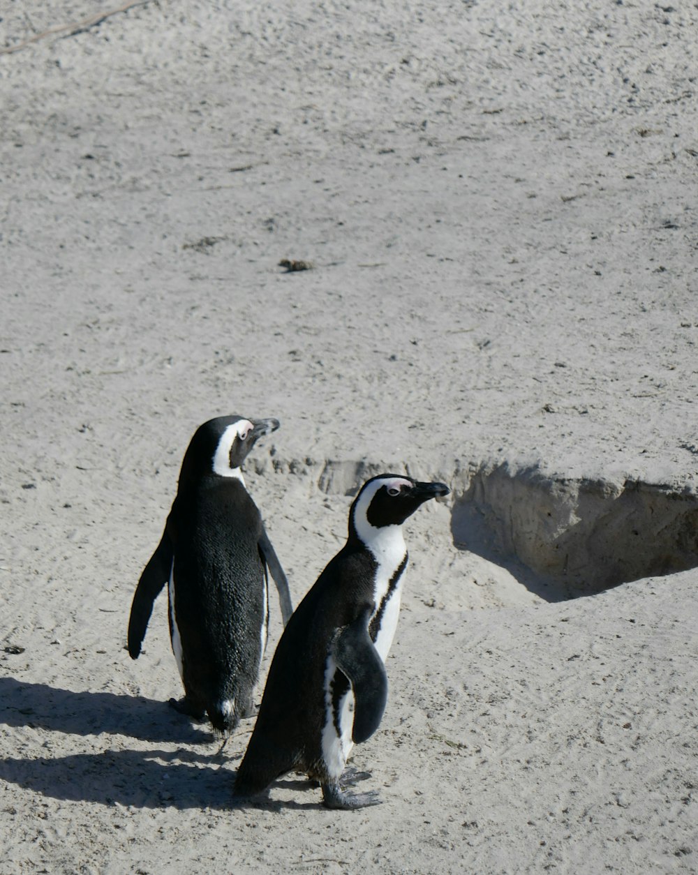 a couple of penguins standing on top of a sandy beach