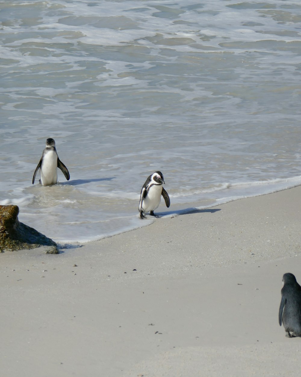 a group of penguins walking along the beach