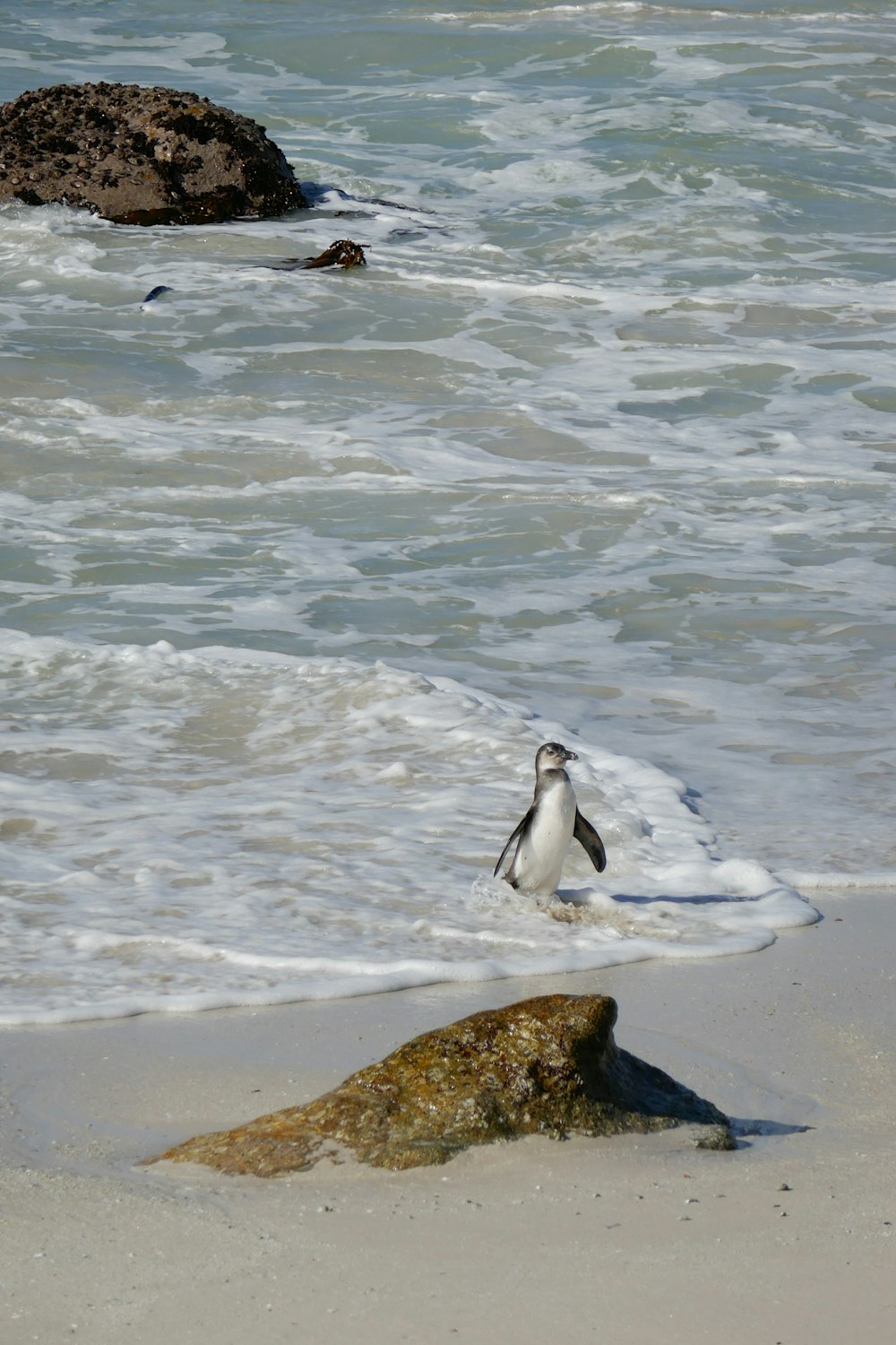 a bird standing on top of a sandy beach next to the ocean