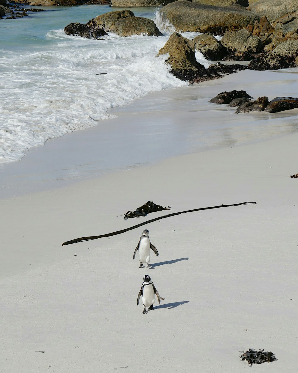 a couple of penguins walking along a sandy beach