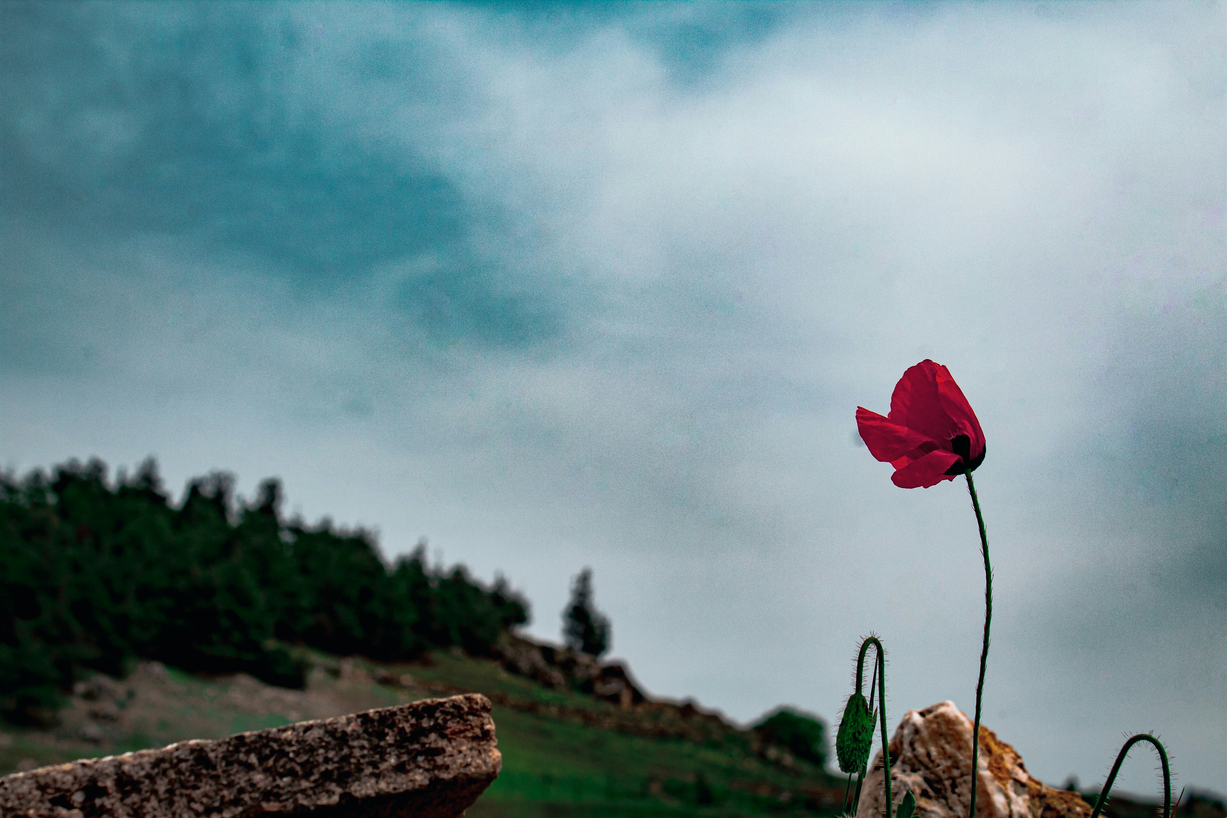 a single red flower sitting on top of a rock, Poppies growing amidst the ruins of the Heirapolis, Turkey
