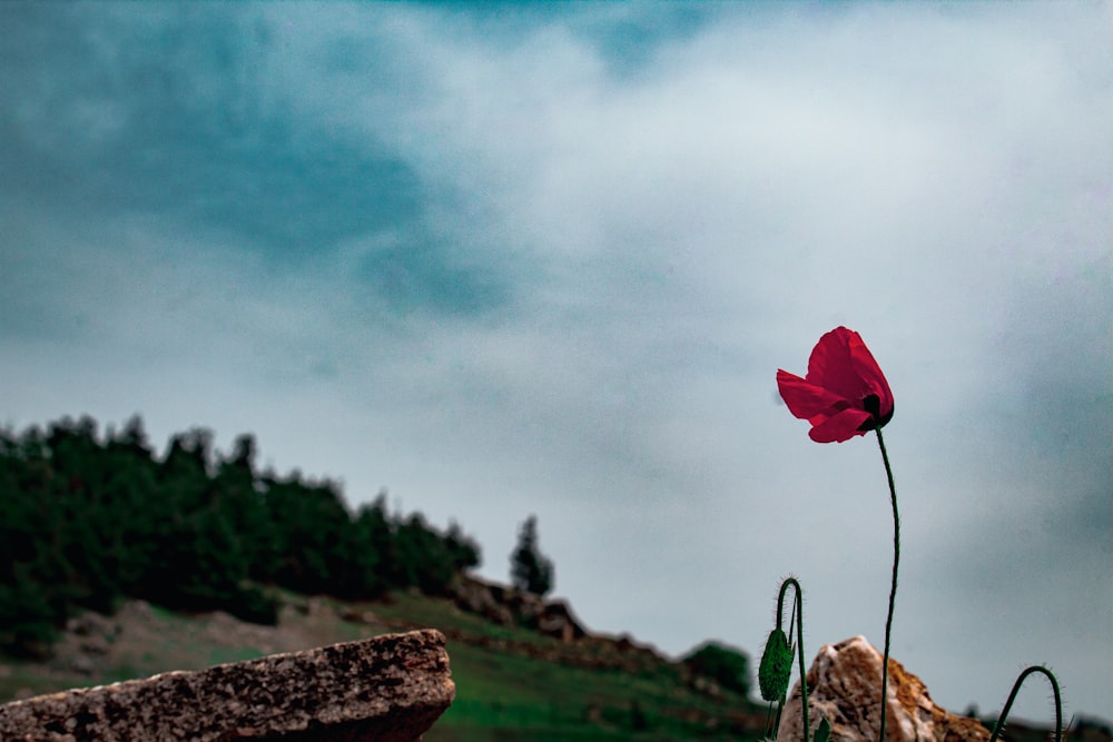 a single red flower sitting on top of a rock