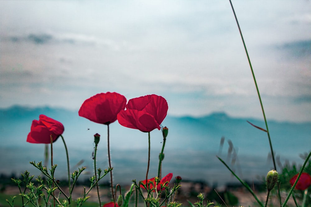 a group of red flowers sitting on top of a lush green field