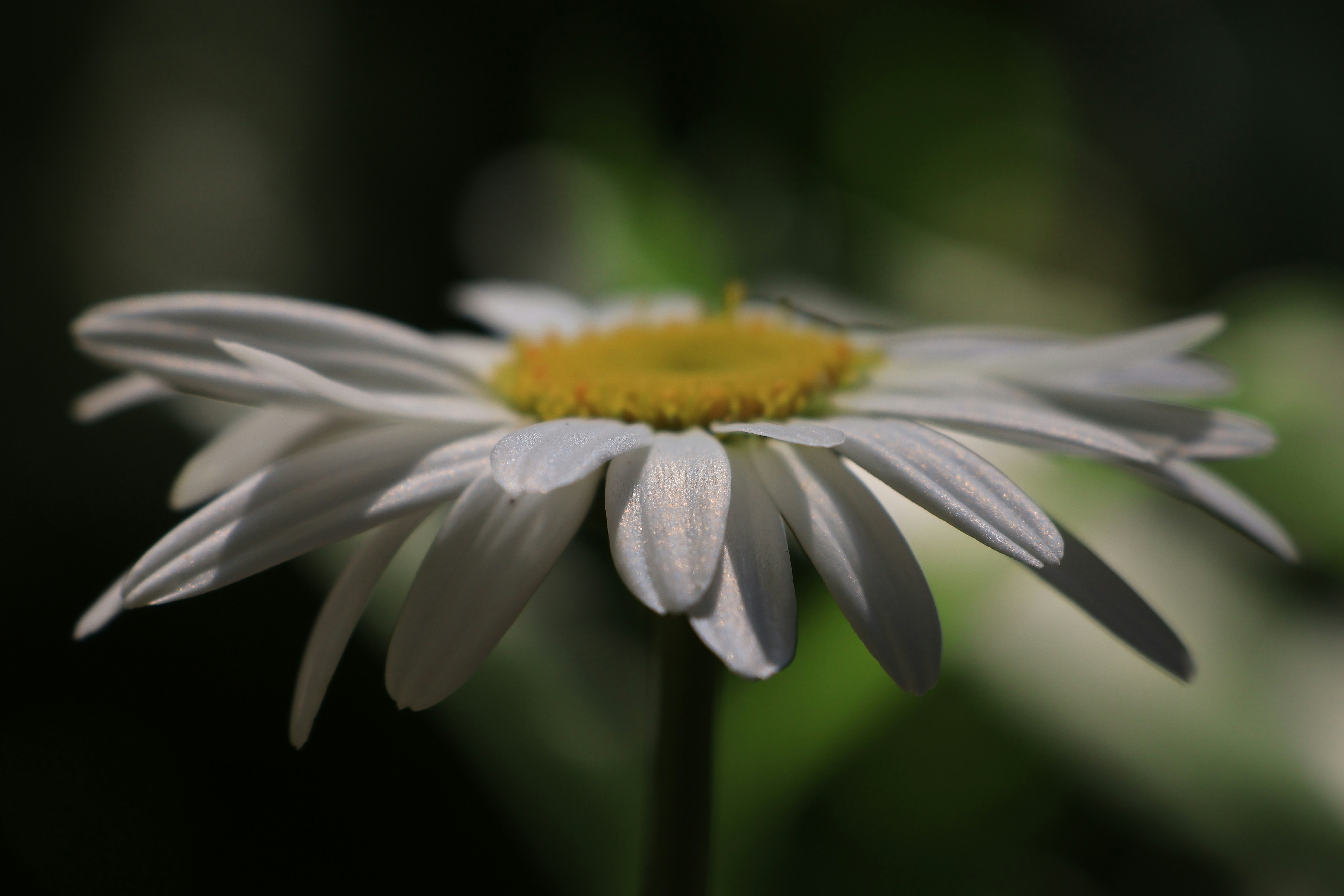 a close up of a flower with a blurry background