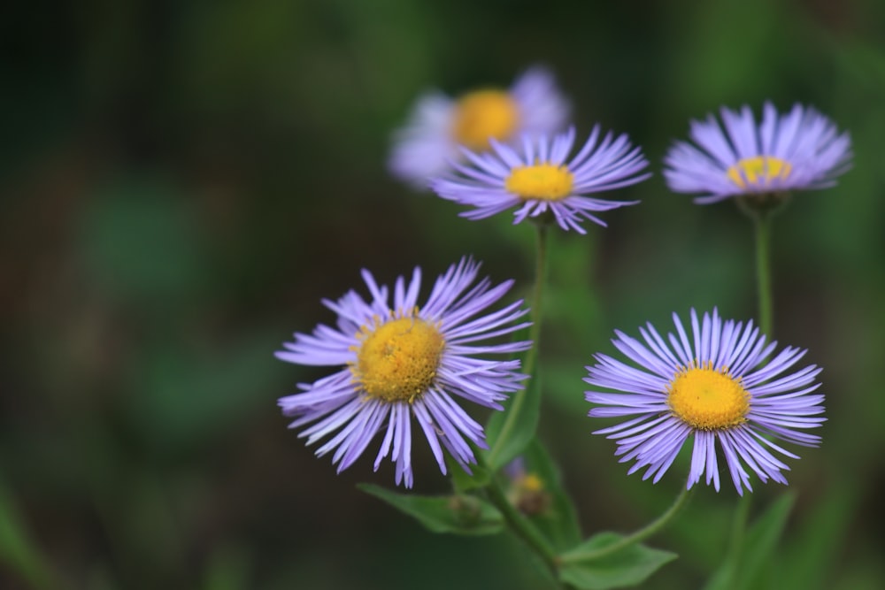 a group of purple flowers sitting on top of a lush green field