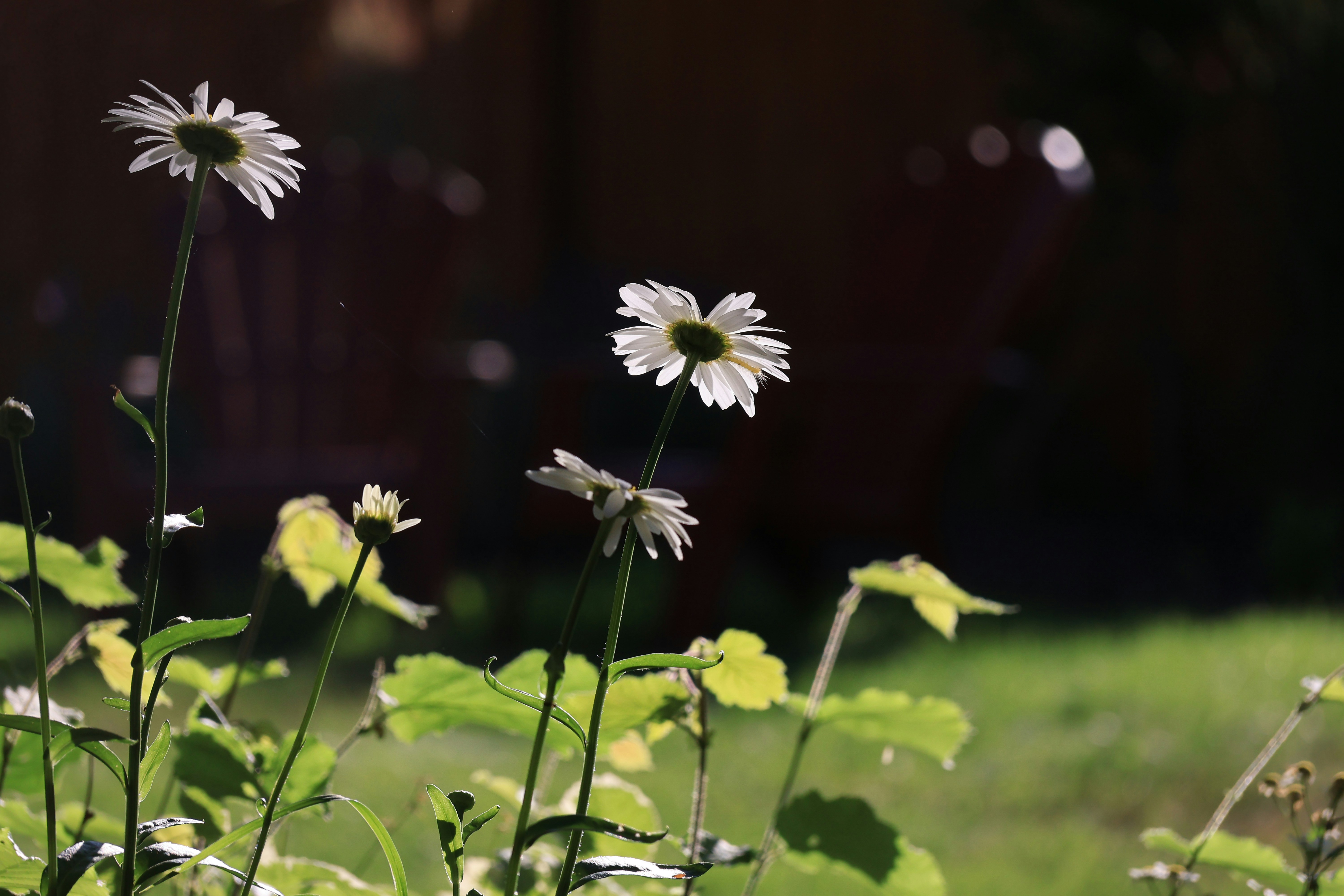 a group of daisies in a field of grass