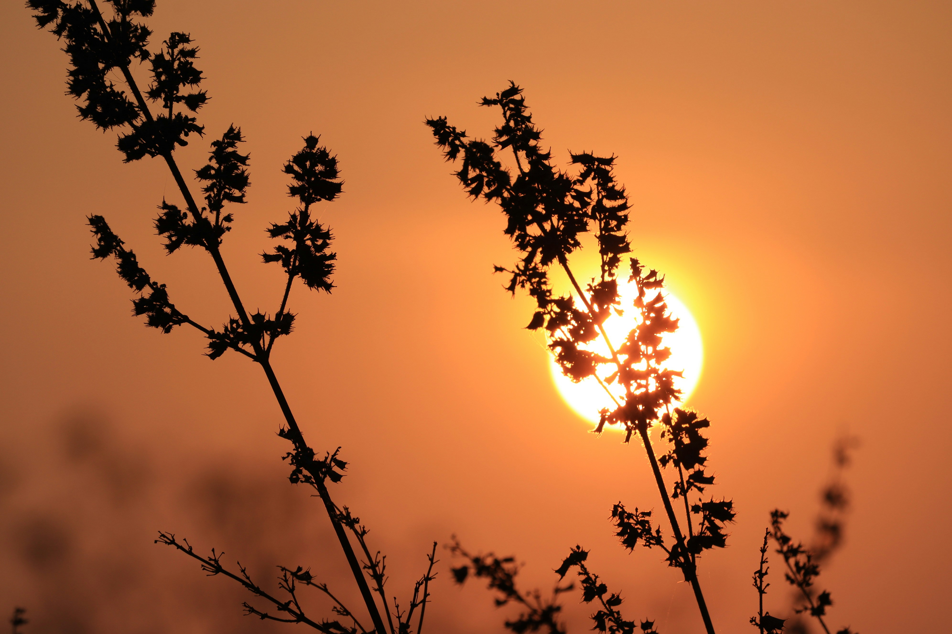 Photo by shivaprasad1819