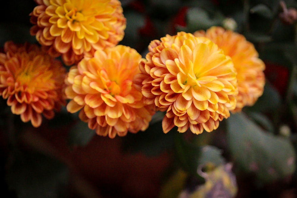 a close up of a bunch of orange flowers