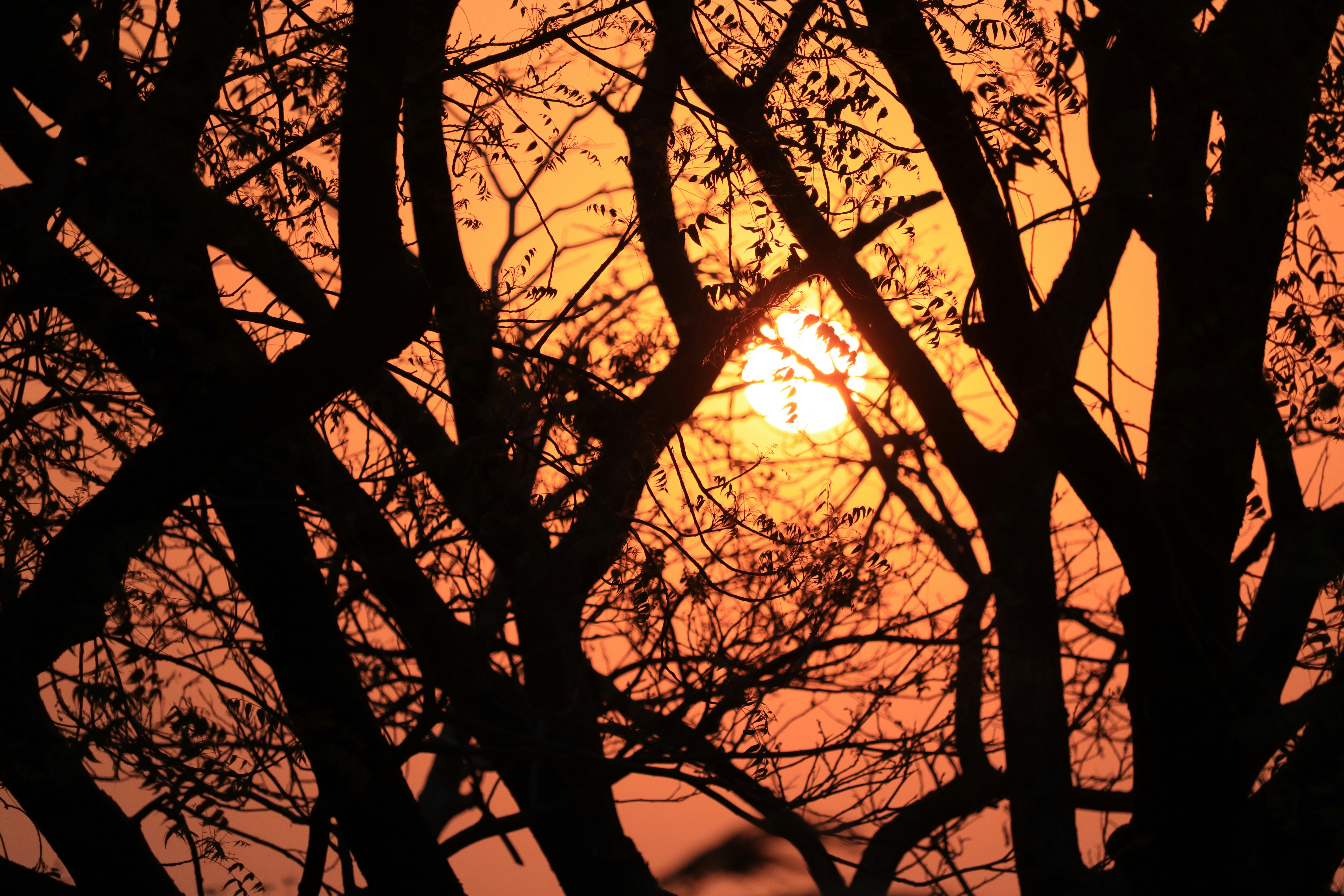 Photo by shivaprasad1819