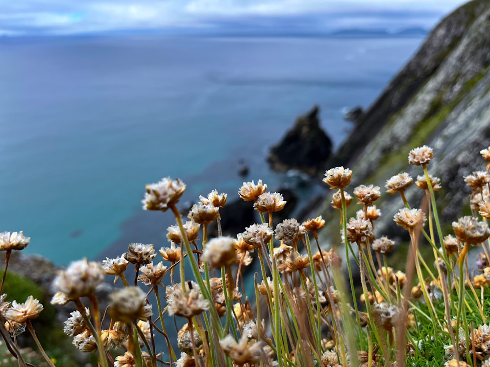 a bunch of flowers that are by the water