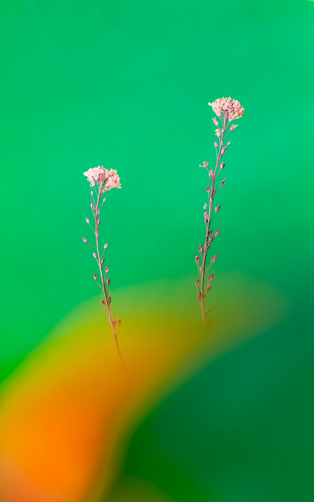 two pink flowers on a green and yellow background