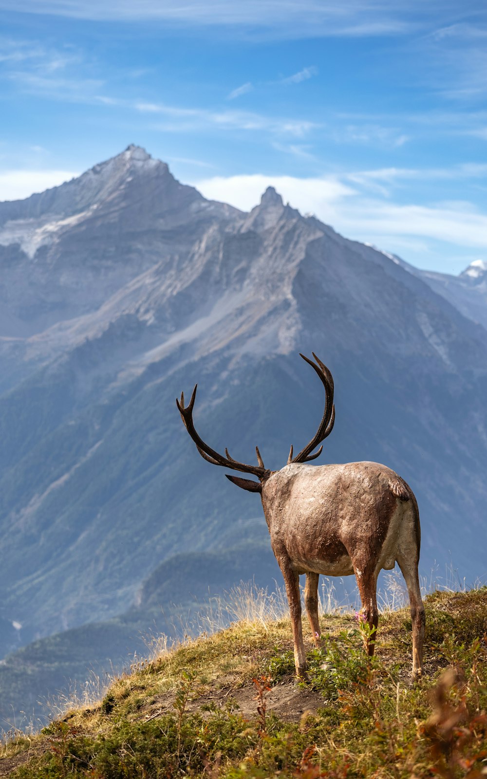 a deer standing on top of a grass covered hillside