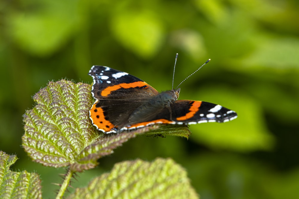 a red and black butterfly sitting on a green leaf