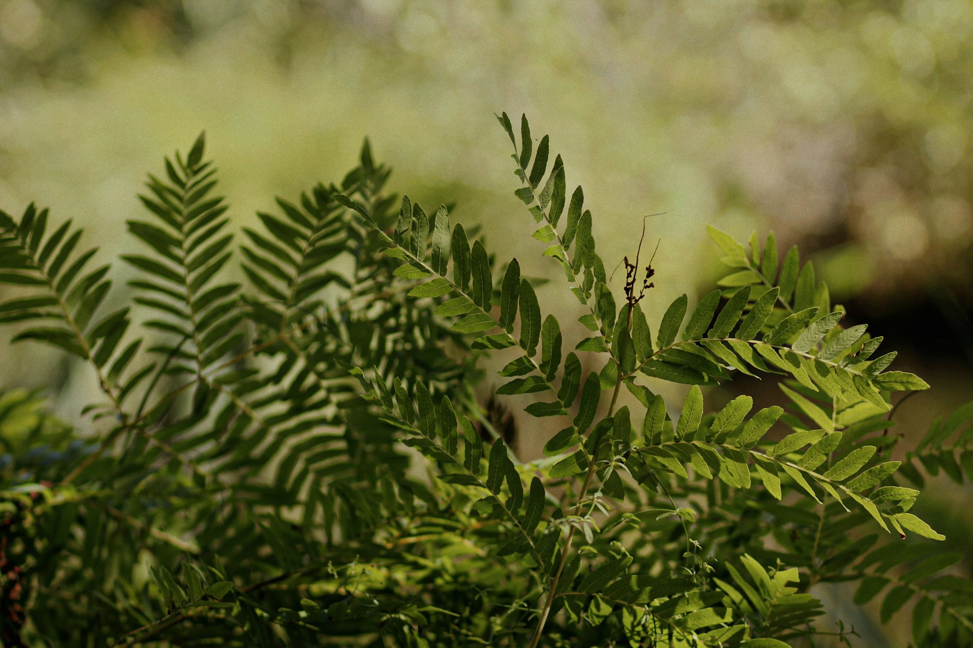a close up of a leafy plant with a blurry background