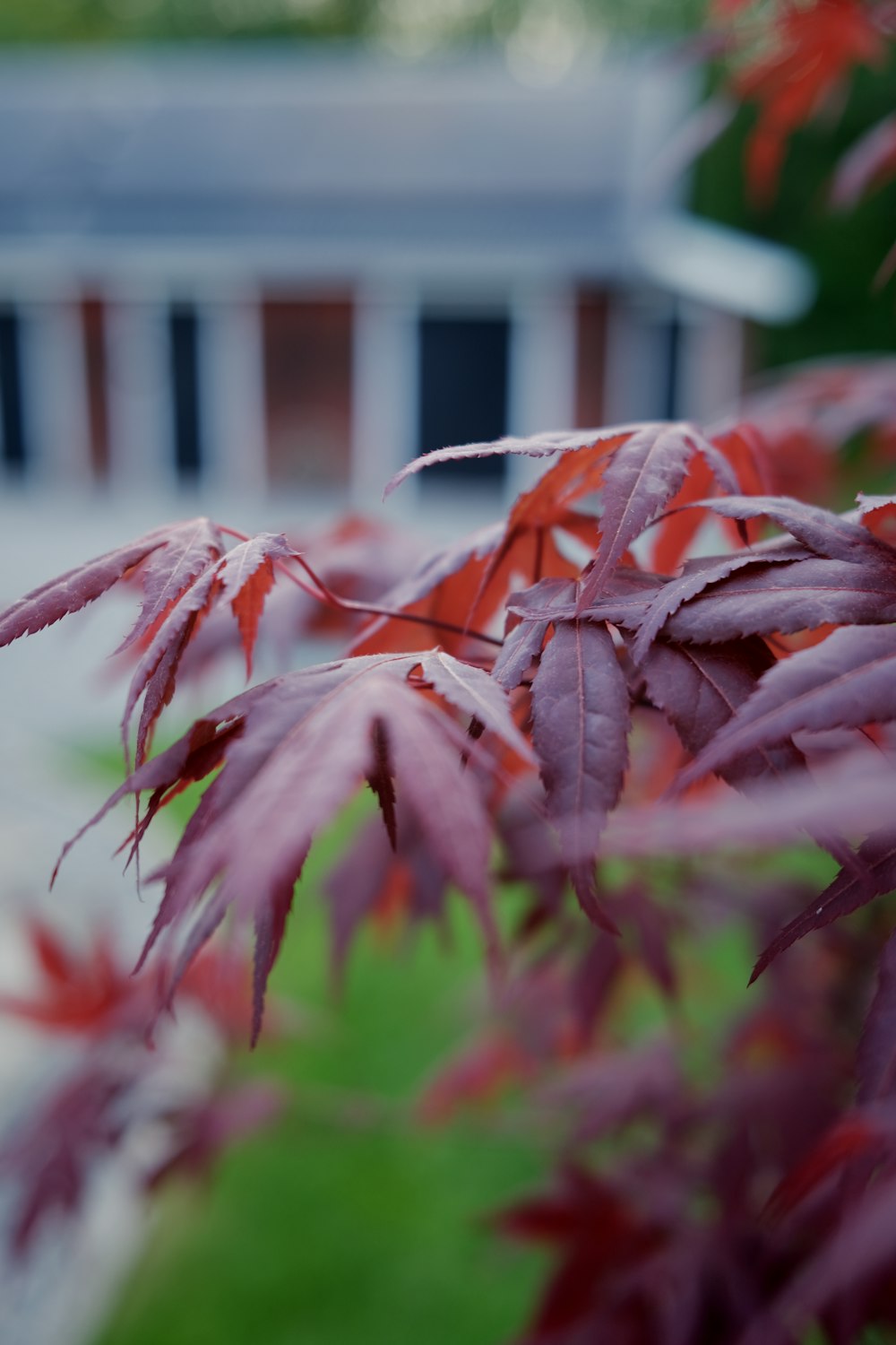 a close up of a plant with red leaves