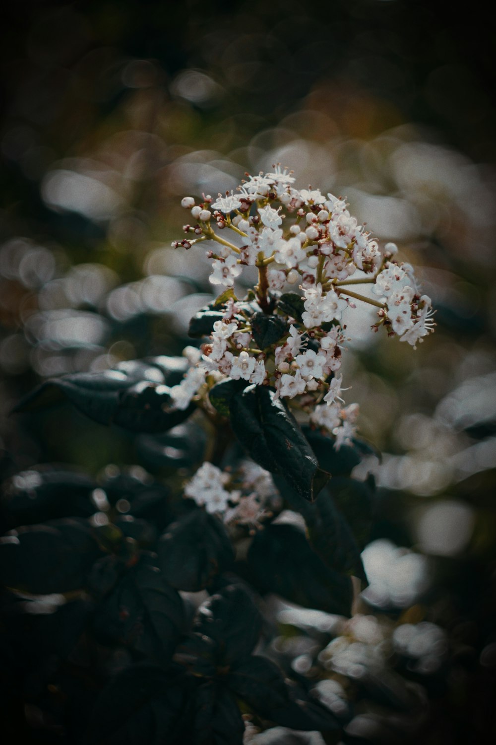 a close up of a flower on a tree