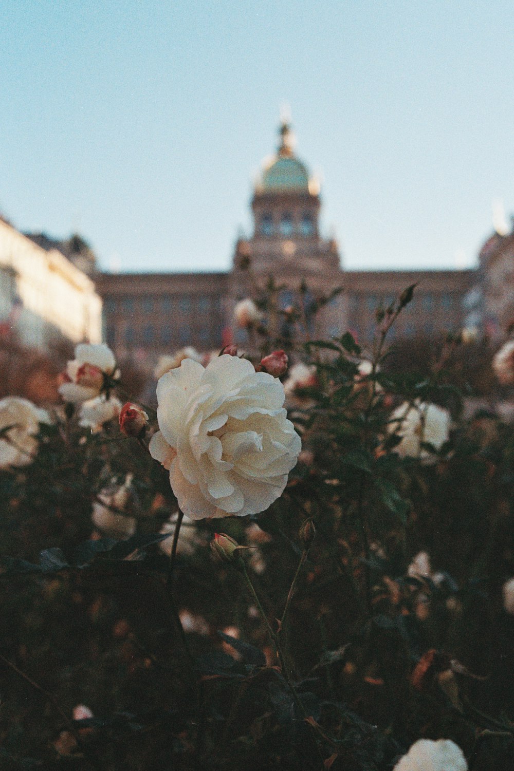 a white rose in front of a building