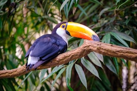 A toucan with a large, vivid orange and yellow beak is perched on a branch. Its plumage is primarily black with white and blue accents. Surrounding the bird are dense, green leaves, creating a lush jungle ambiance.