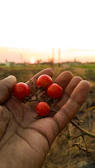 Local farmer holding a basket of ripe tomatoes in a sunlit field, smiling warmly
