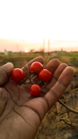 A farmer harvesting ripe red tomatoes in a sunlit field.