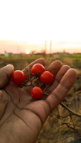 Local farmer holding freshly harvested tomatoes in a sunlit field.