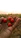 Warm photo of a local farmer proudly holding fresh produce in a sunlit field.
