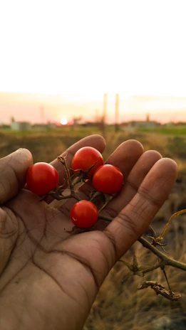 Close-up of a local farmer selecting fresh, ripe produce in a sunlit field, highlighting textures and colors.
