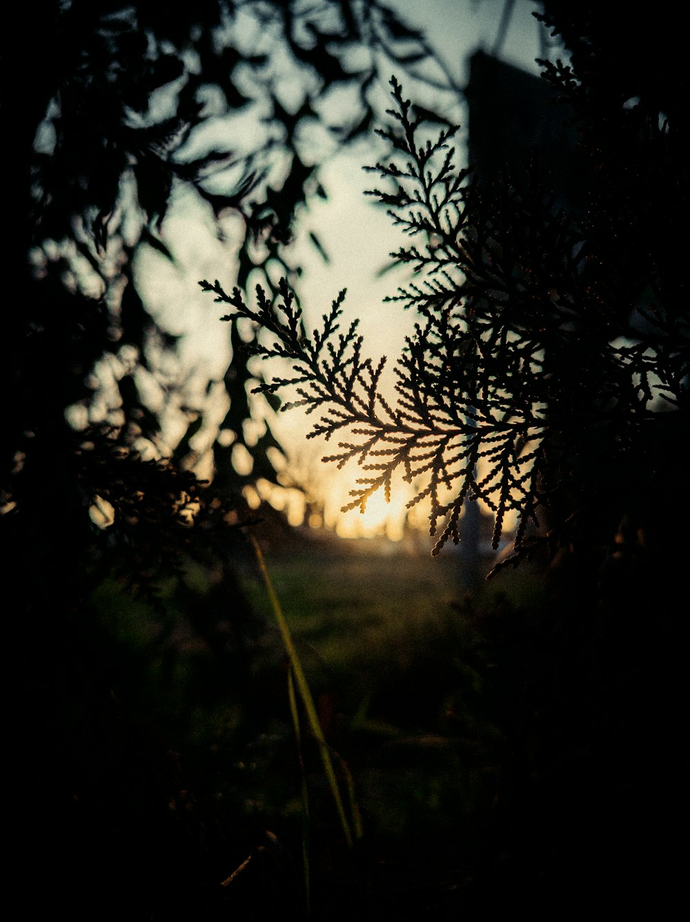 the sun is setting through the branches of a tree