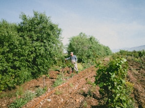 A person is tending a garden or farm filled with lush green trees and plants. The landscape features rows of planted crops, with brown soil visible between the rows. The sky above is clear, contributing to a serene and peaceful atmosphere.