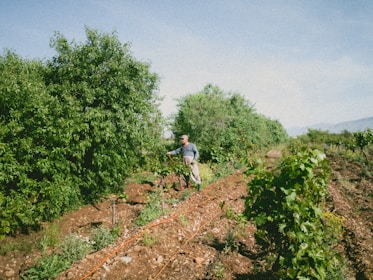 A person is tending a garden or farm filled with lush green trees and plants. The landscape features rows of planted crops, with brown soil visible between the rows. The sky above is clear, contributing to a serene and peaceful atmosphere.