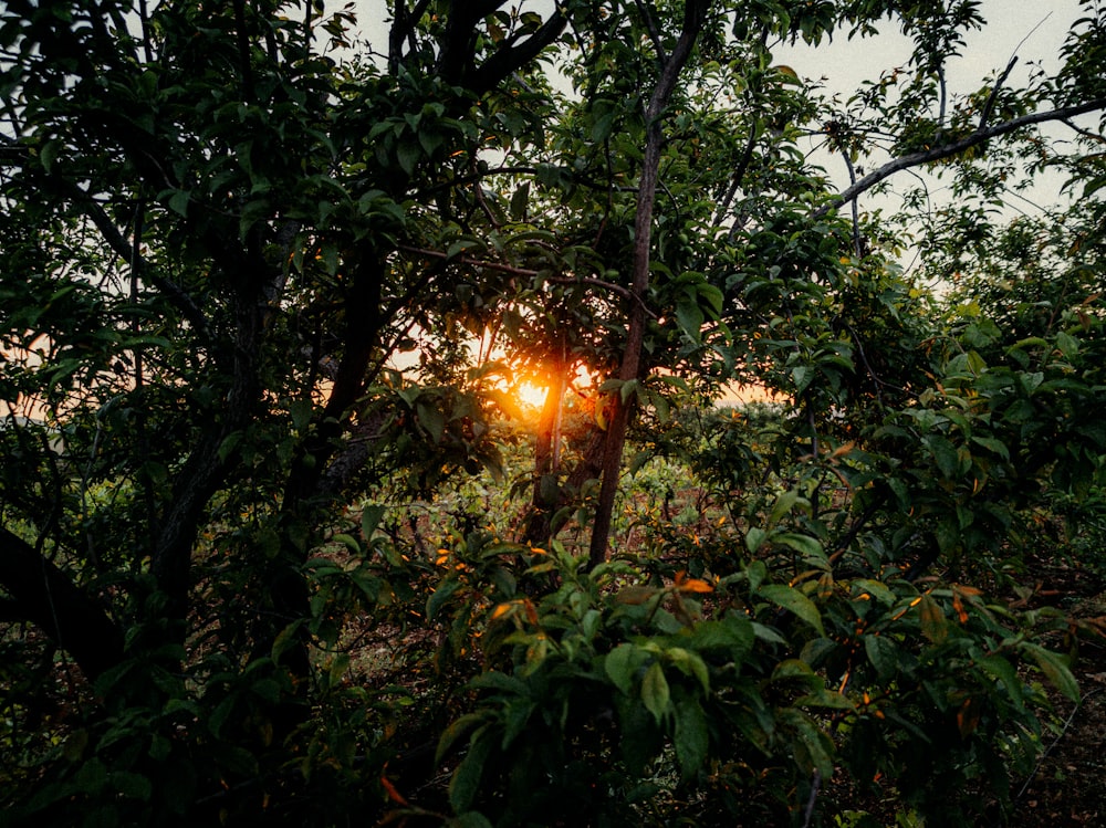 the sun is shining through the trees in the forest