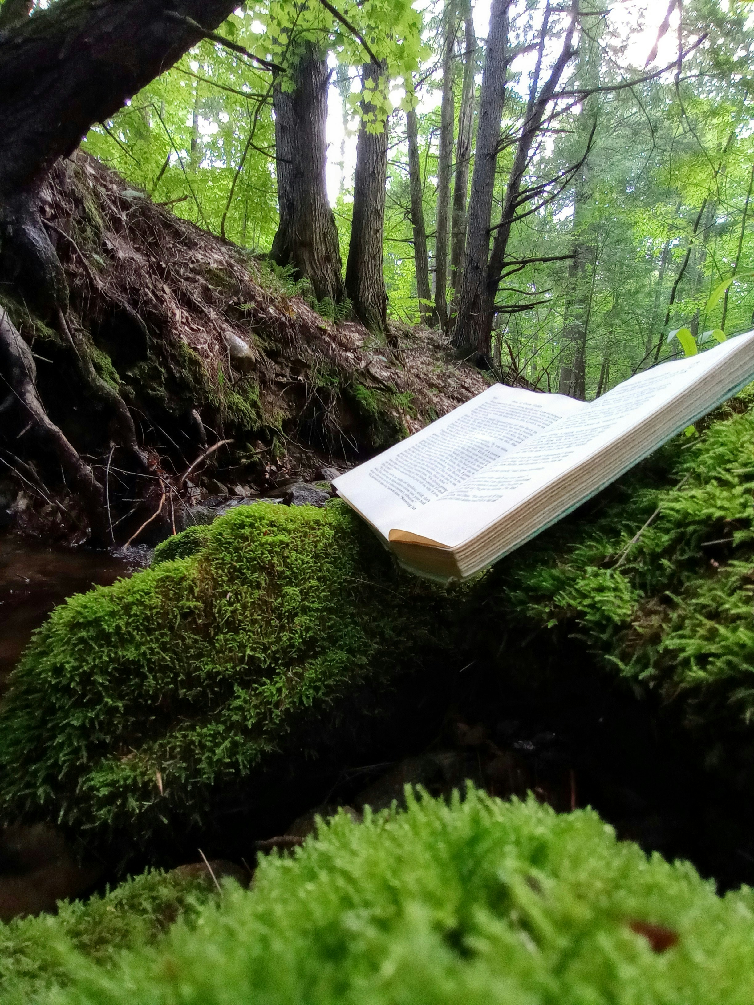 Whispering Pines Novel