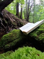 An open ancient book resting on moss-covered stones in a quiet grove.