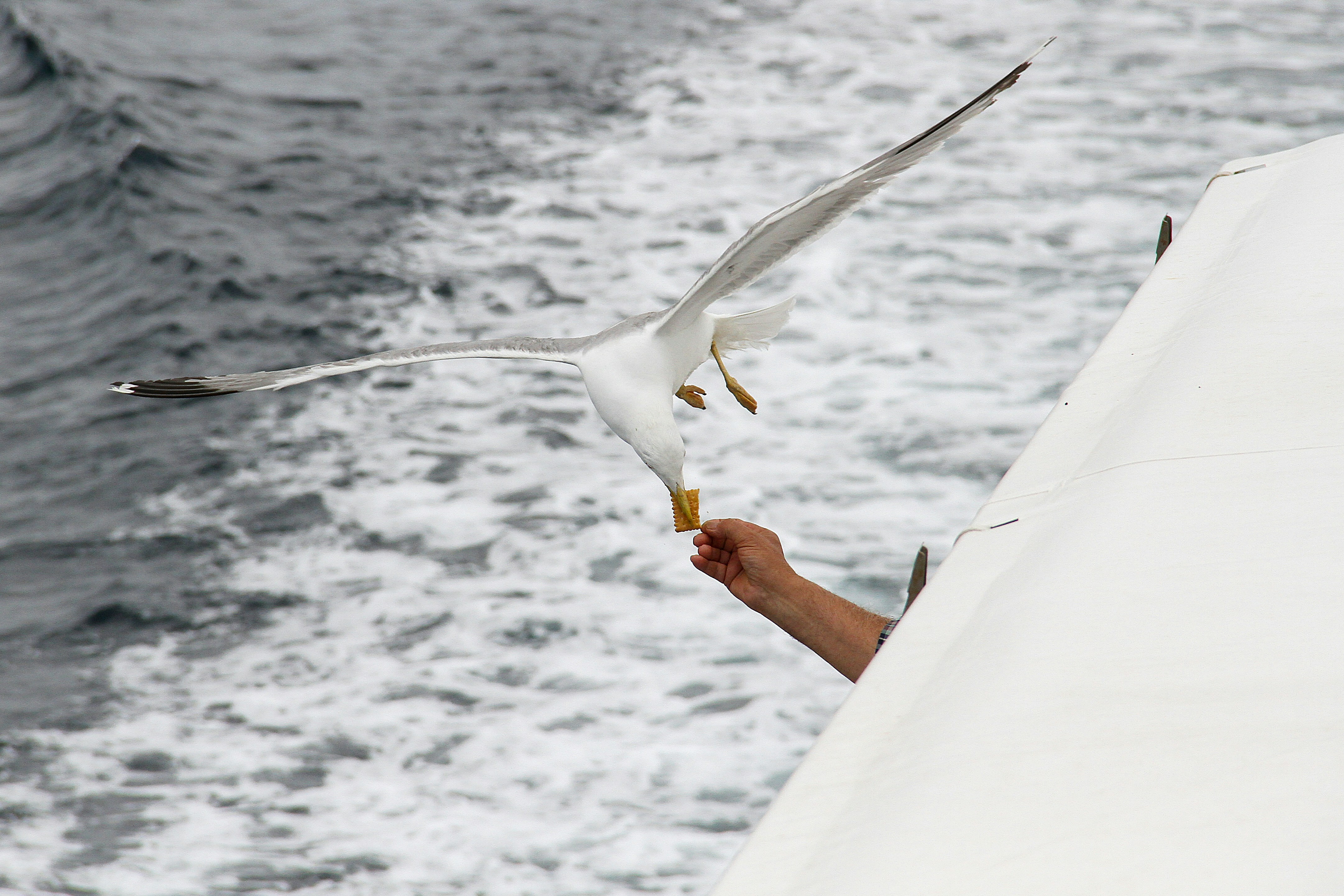 How to Teach a Bird to Wave Complete Training Guide