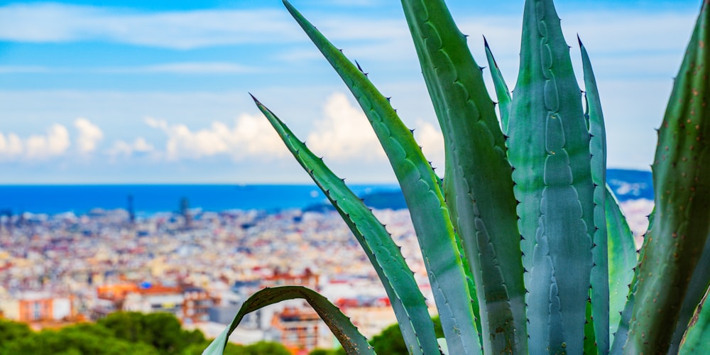 Una vista di una città da una collina con un cactus in primo piano