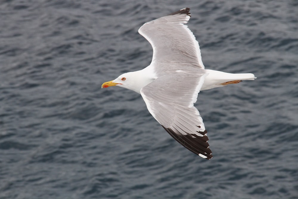 a seagull flying over a body of water