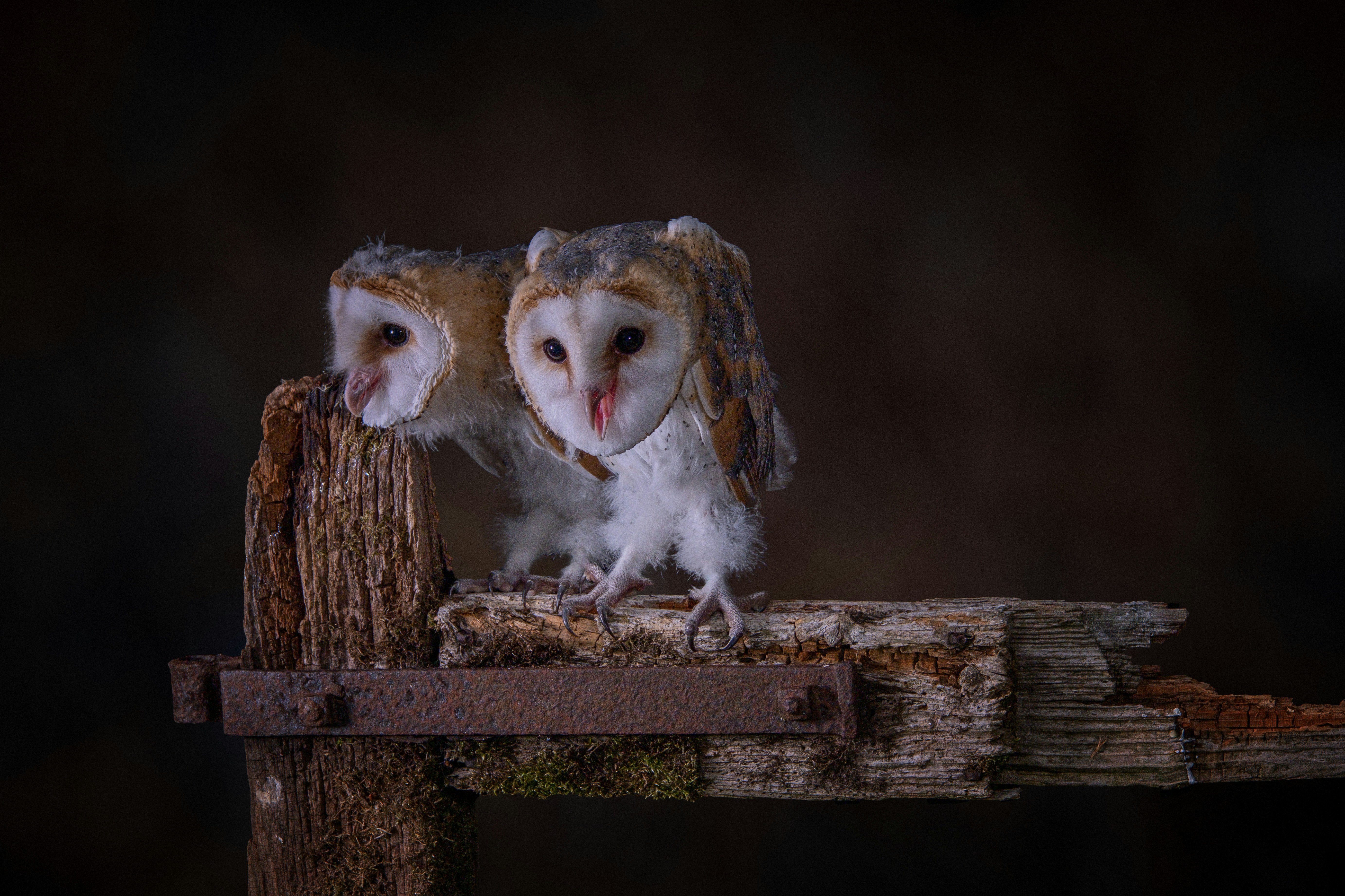 2羽のフクロウが木の枝にとまっていますの写真 – Unsplashの間の無料画像