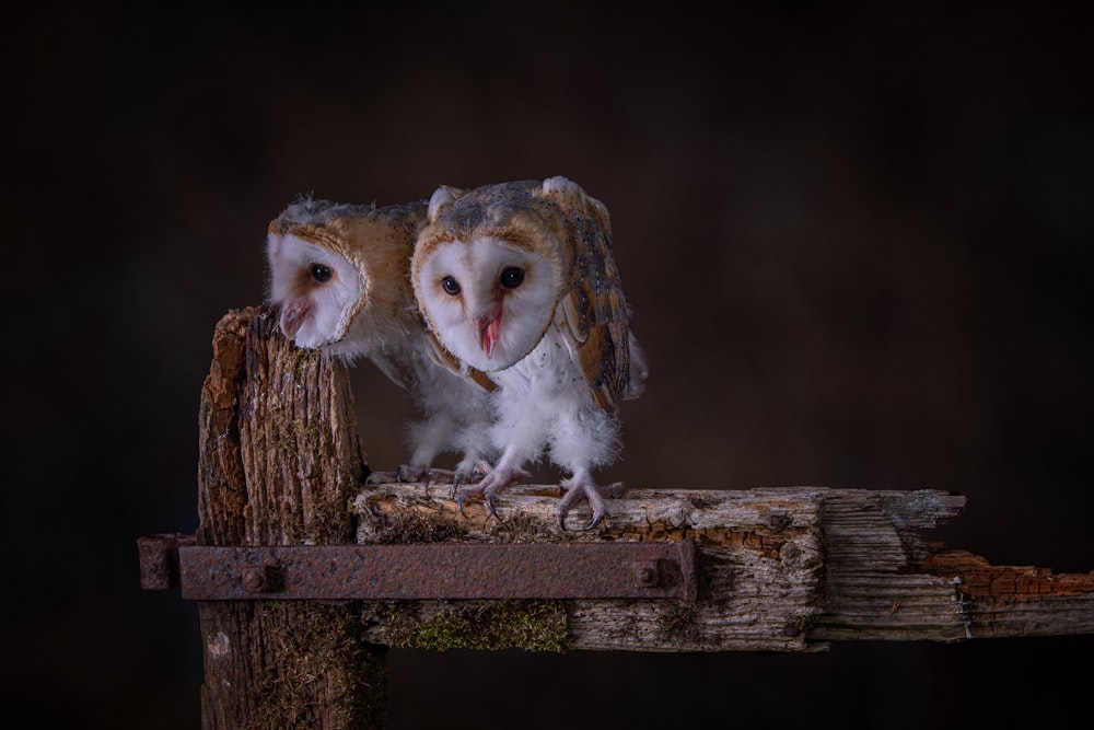 two owls sitting on top of a wooden post
