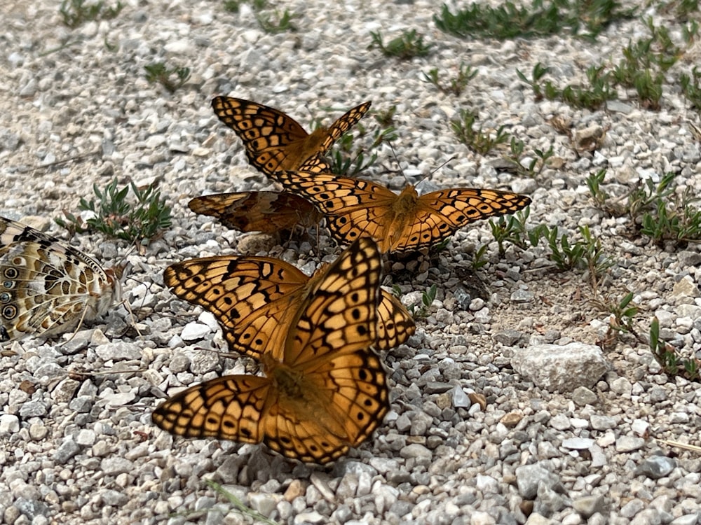 a group of butterflies sitting on top of a rocky ground