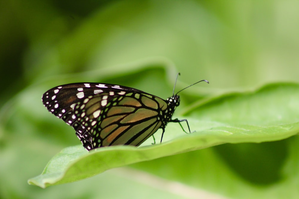 a close up of a butterfly on a leaf