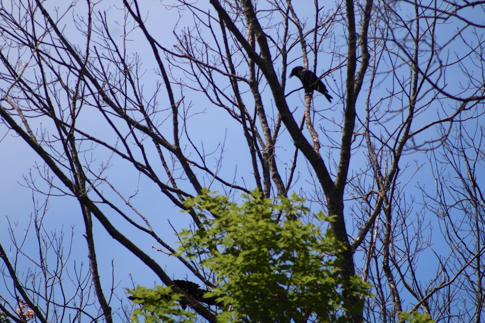 a flock of birds sitting on top of a tree