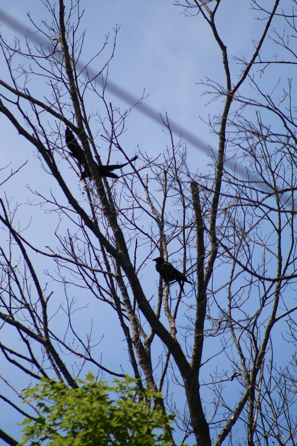 two black birds sitting in a bare tree
