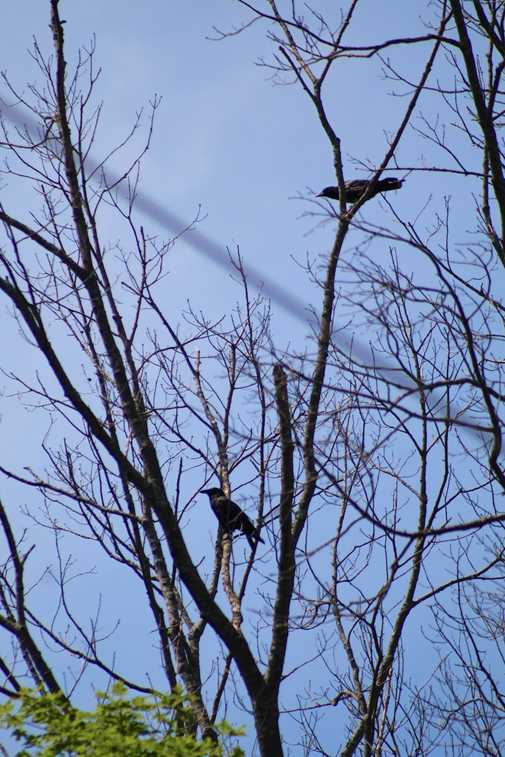 a couple of birds sitting on top of a tree